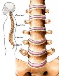 Coluna Vertebral: Cervical, Torácica, Lombar, Sacro e Cóccix