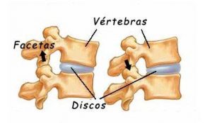 anatomia da coluna