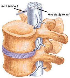 anatomia da coluna