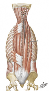 anatomia da coluna