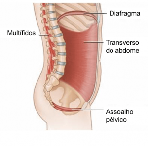 exercícios coluna