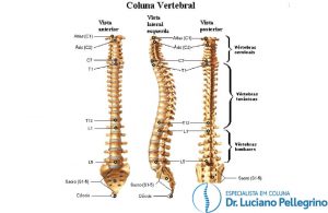 anatomia da coluna cervical