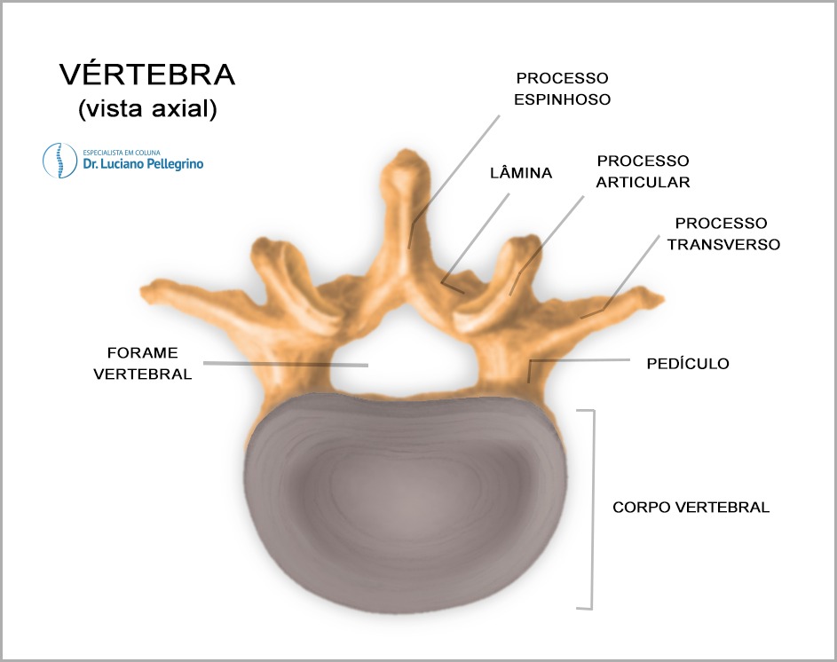 vértebra estrutura